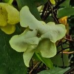 Brunfelsia americana Virág