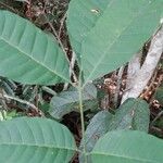 Trichilia gilletii Hoja