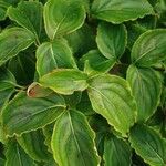 Cornus kousa Leaf