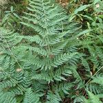 Dryopteris dilatata Лист