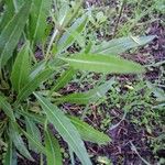 Diplotaxis tenuifolia Blatt