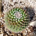 Mammillaria magnimamma Іншае