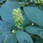 Phytolacca esculenta 花