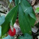 Ruscus hypoglossum Foglia