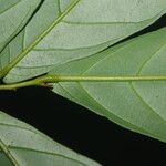 Monanthotaxis elegans Hoja