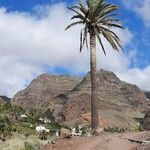 Phoenix canariensis Lubje