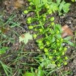 Actaea pachypoda Vrucht