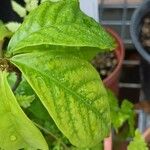 Monanthotaxis whytei Leaf