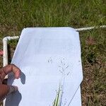 Briza minor Leaf