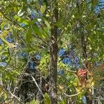 Quercus laurifolia Bark