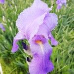 Iris pallida Floare