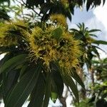 Xanthostemon chrysanthus Blomma