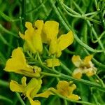 Brassica rapa Flor