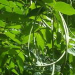 Holarrhena floribunda Gyümölcs