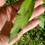 Polygonum lapathifolium Hoja