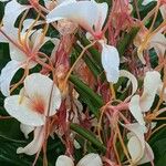 Hedychium flavescensFlor