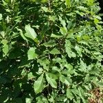 Quercus pontica Blatt