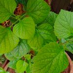 Clerodendrum chinense Leaf