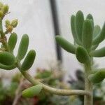 Sedum corynephyllum Elinympäristö