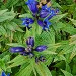 Gentiana asclepiadea फूल