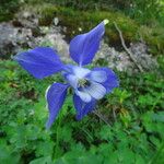 Aquilegia alpina Λουλούδι