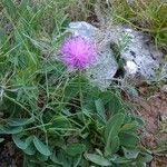 Klasea nudicaulis 花
