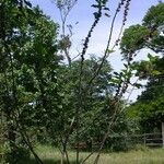 Malachra alceifolia Агульны выгляд