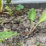 Taraxacum obovatum पत्ता