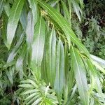 Salix × mollissima Feuille