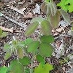 Lespedeza hirta Leaf