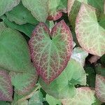 Epimedium perralderianum Blad