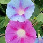 Ipomoea tricolorKvět