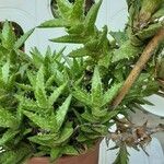 Aloe juvenna Corteccia