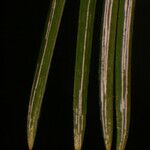 Pinus strobiformis Leaf