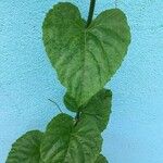 Cissus repens Fulla