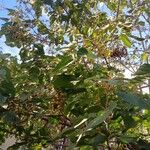 Paulownia tomentosa Агульны выгляд