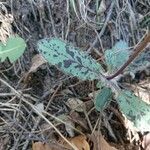 Hieracium glaucinum برگ