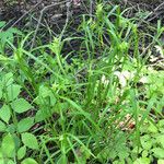 Carex intumescens Habit