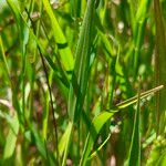 Setaria viridis Hoja