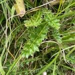 Cirsium acaule Liść