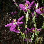 Zeltnera venusta Flor