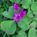 Oxalis debilis 花