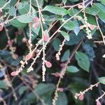 Licania incana Fruchs