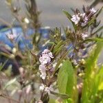 Satureja hortensis Flower