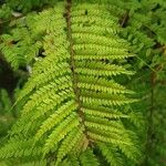 Jacaranda mimosifolia Leaf