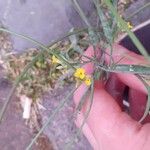 Sisymbrium orientale Flor