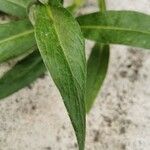 Cyanus montanus Leaf