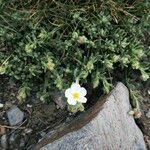 Helianthemum almeriense Цветок