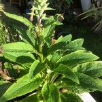 Digitalis purpurea Leaf