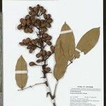 Connarus patrisii Fruit